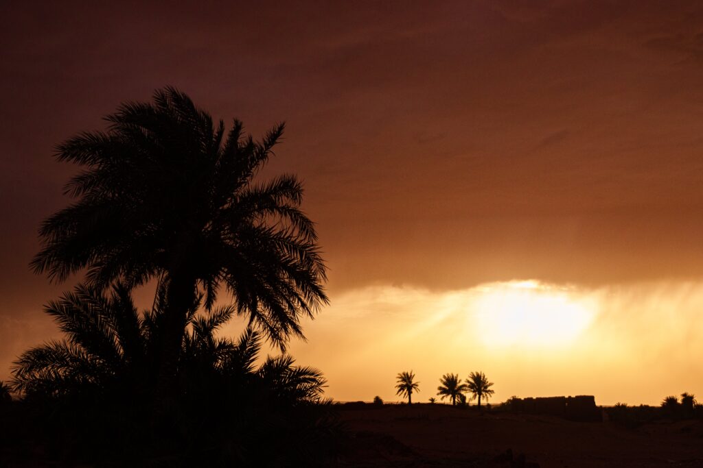 beautiful palm tree sunset